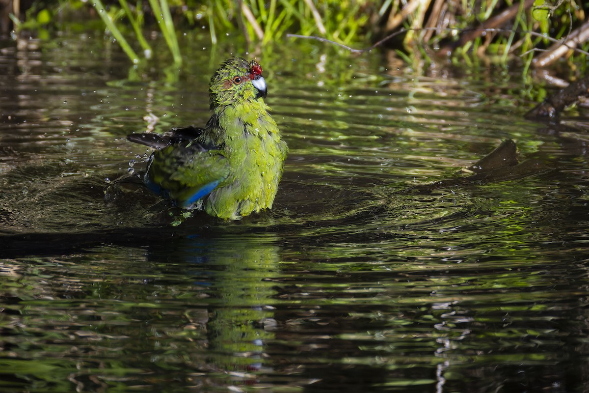Red-crowned Parakeet - ML637307367