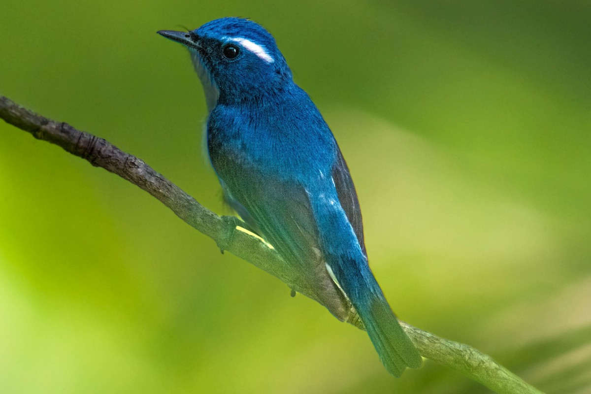 Ultramarine Flycatcher - ML637307370