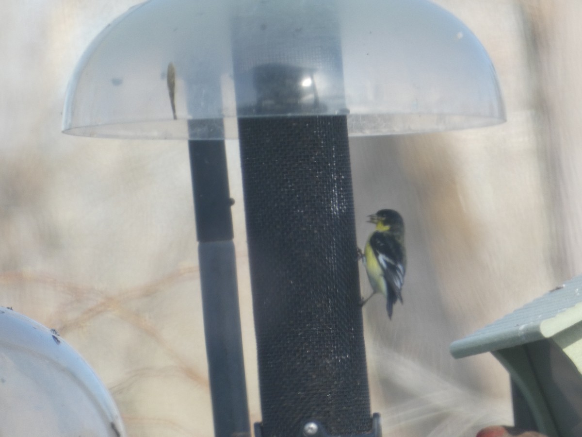 Lesser Goldfinch - ML637307379