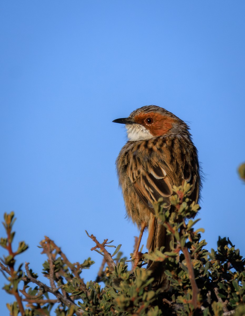 Rufous-eared Warbler - ML637307396