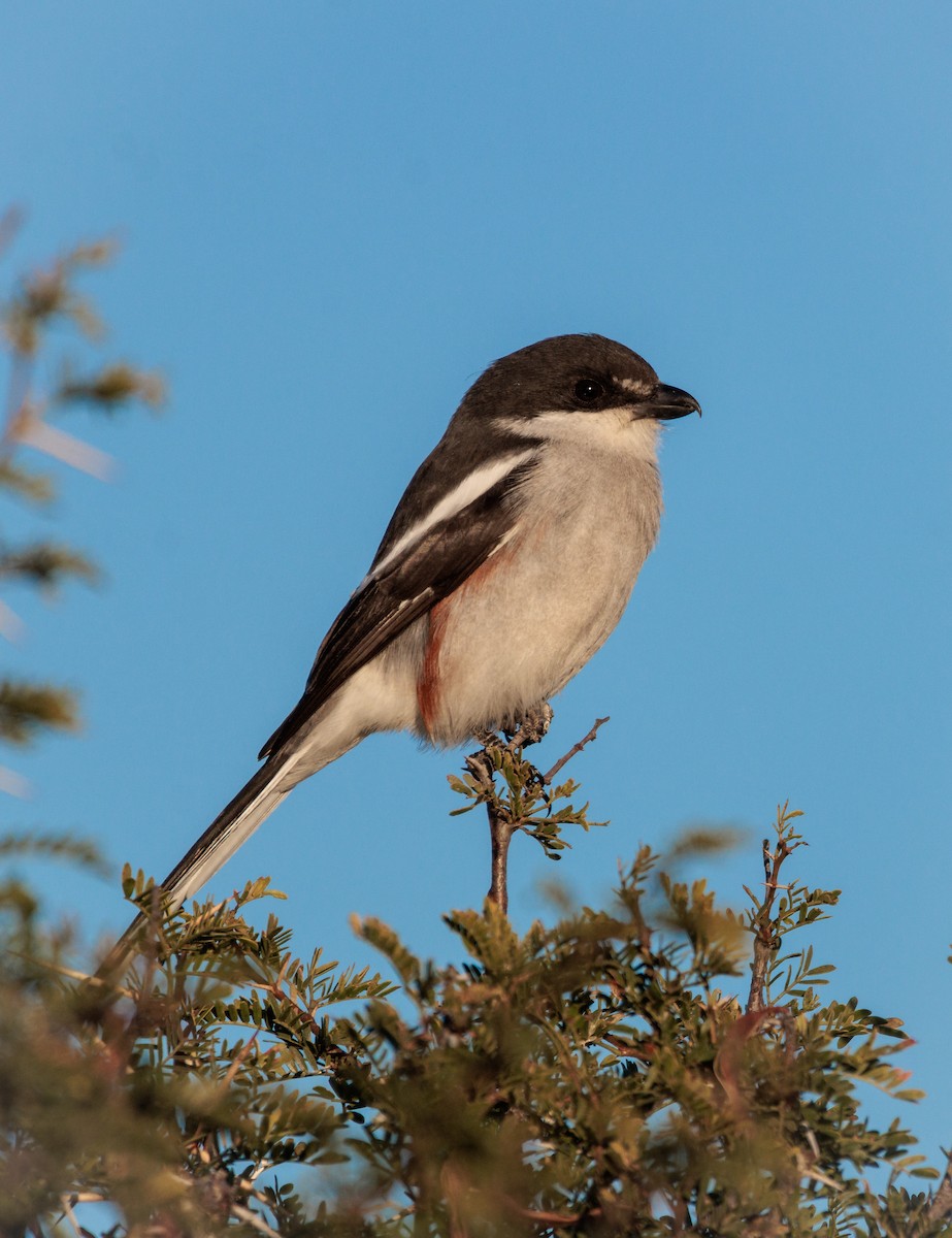 Southern Fiscal - ML637307397