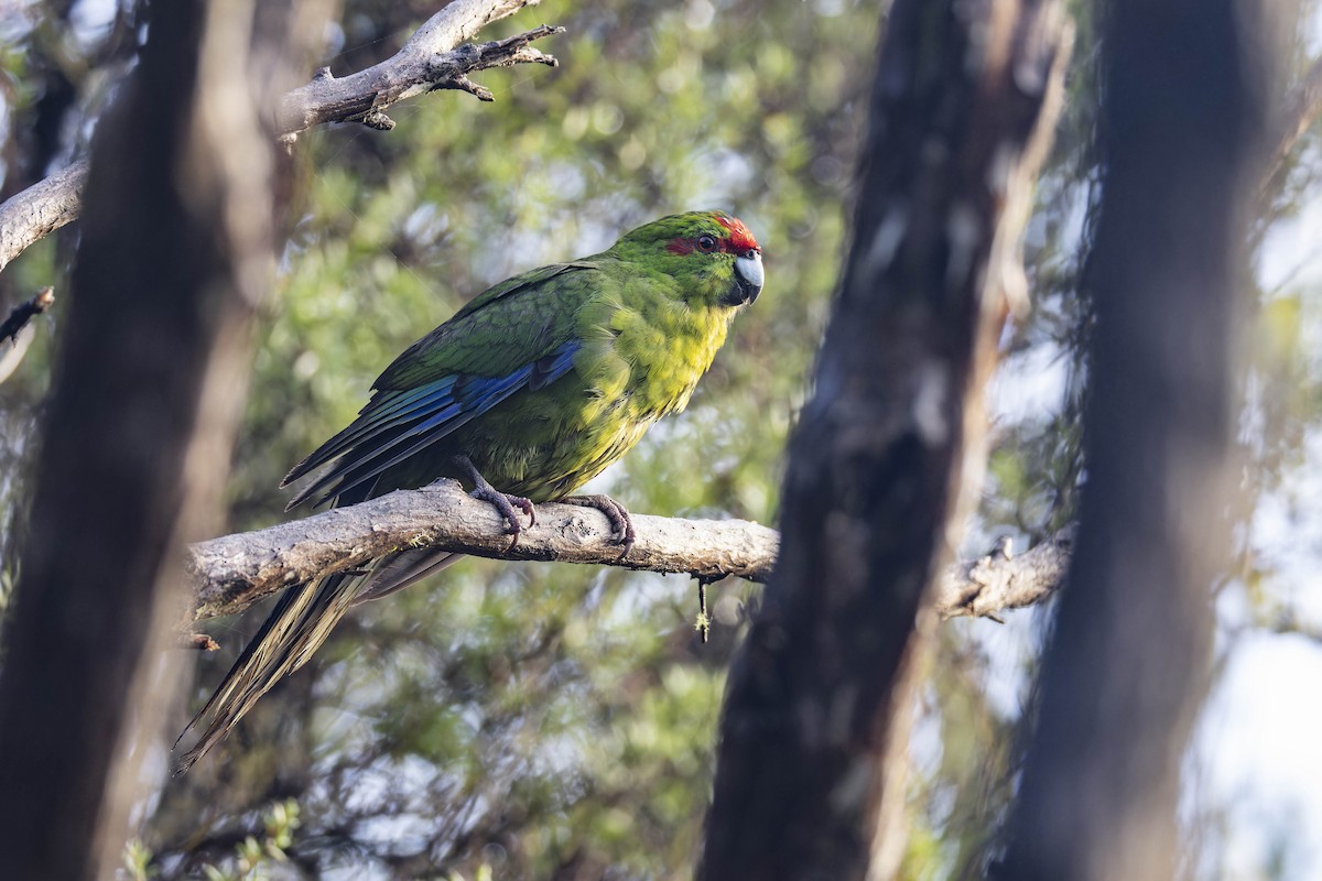 Red-crowned Parakeet - ML637307416