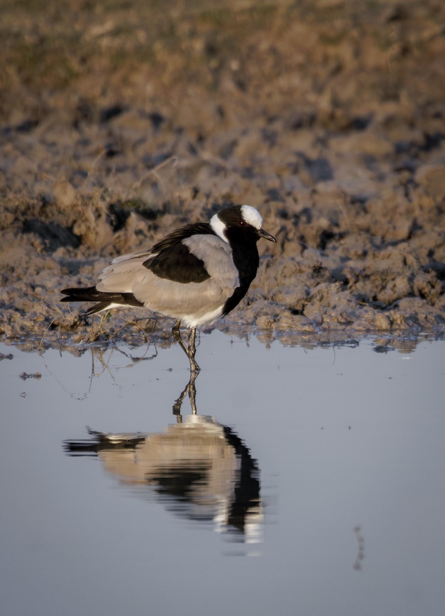 Blacksmith Lapwing - ML637307417