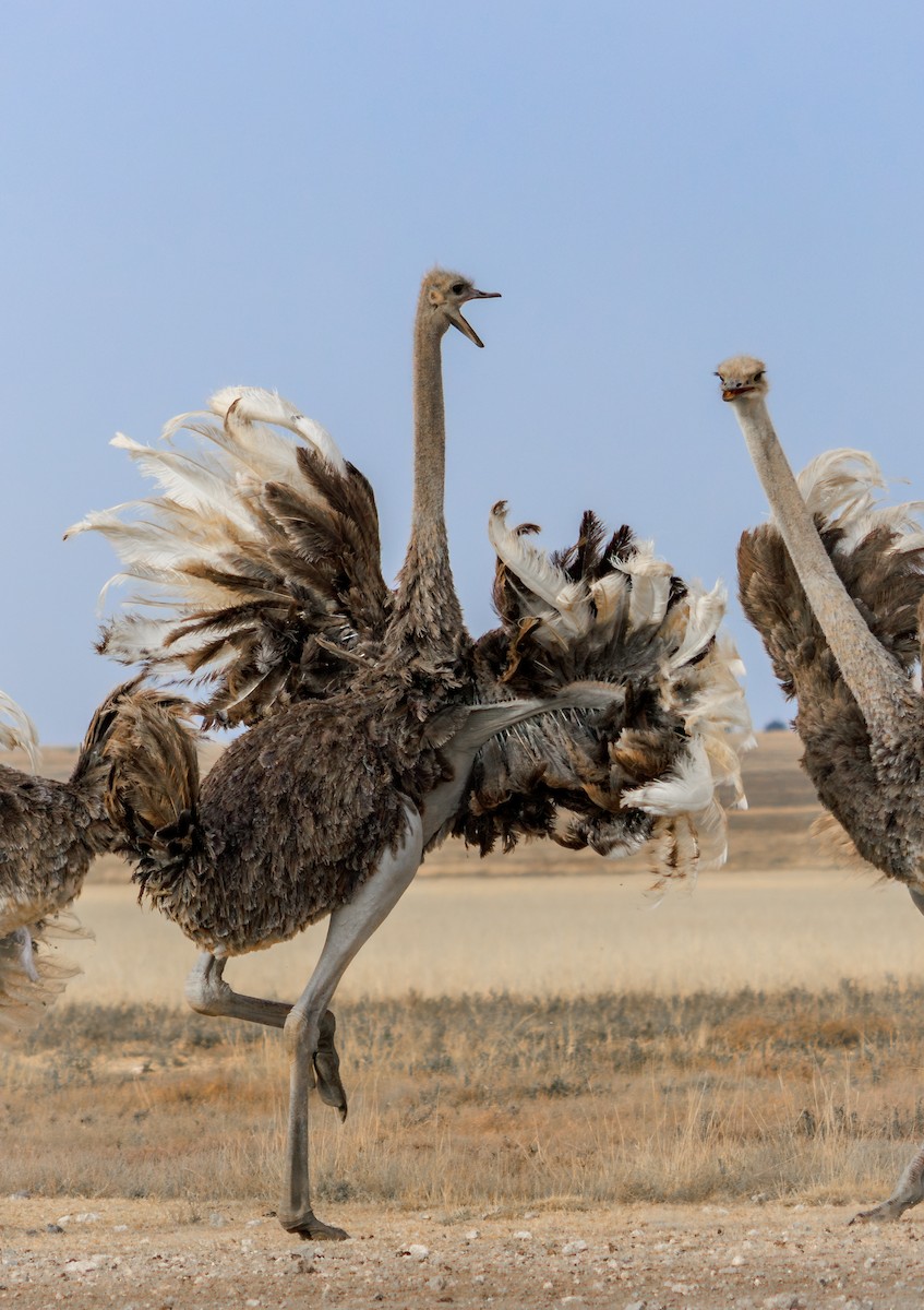 Common Ostrich - ML637307418