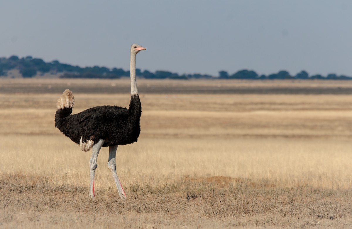 Common Ostrich - ML637307419