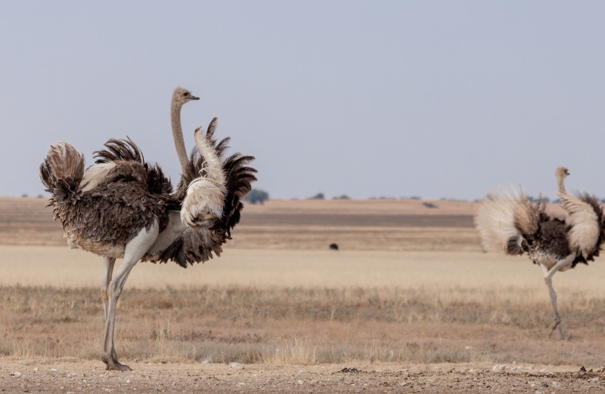 Common Ostrich - ML637307420