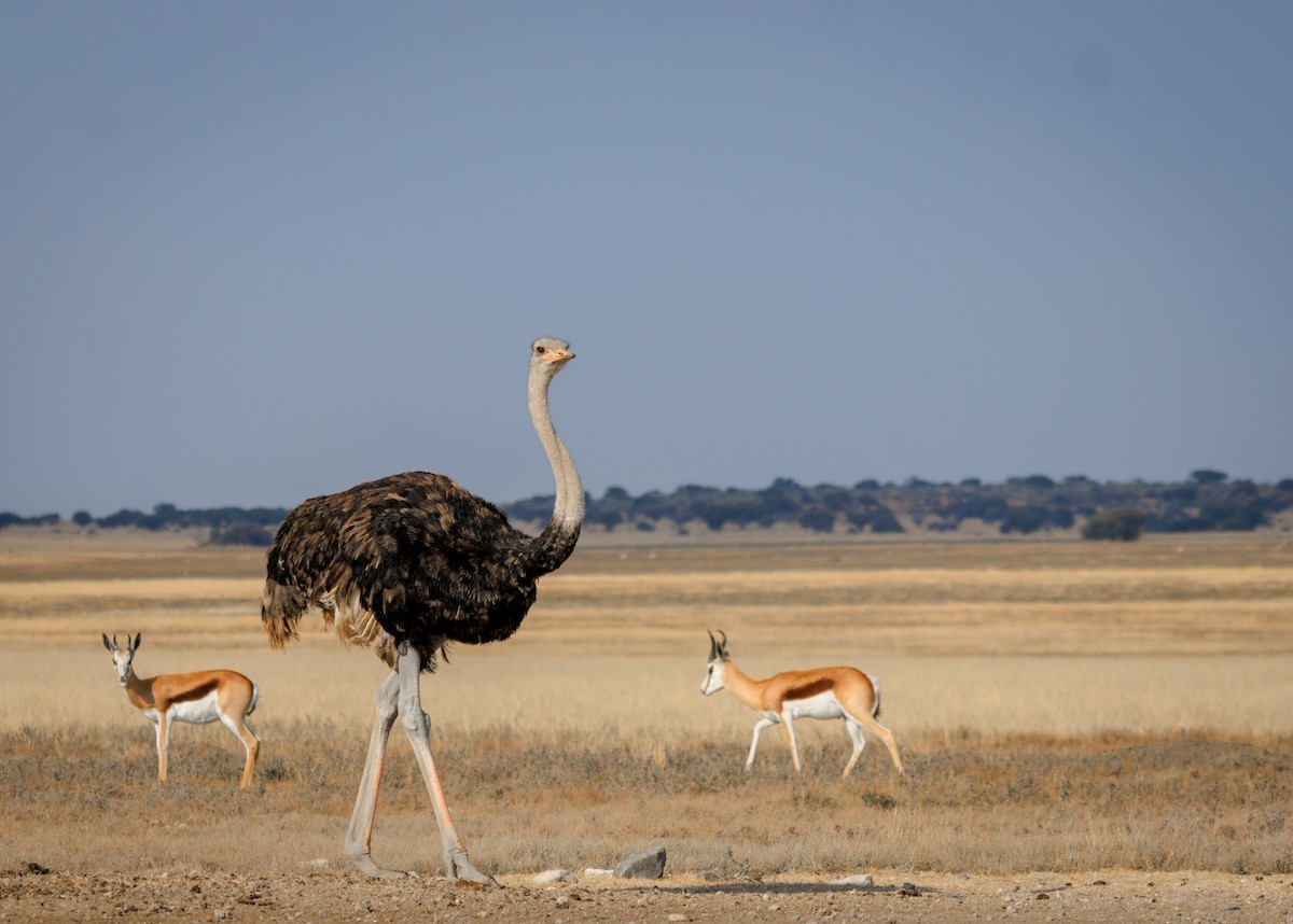 Common Ostrich - ML637307421
