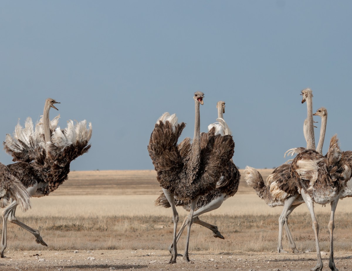 Common Ostrich - ML637307423