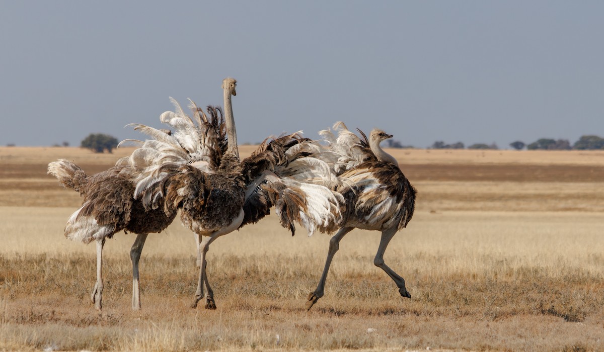 Common Ostrich - ML637307424