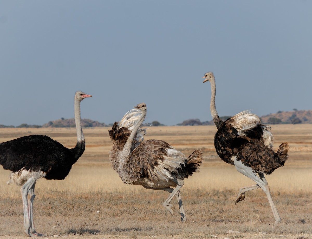 Common Ostrich - ML637307425