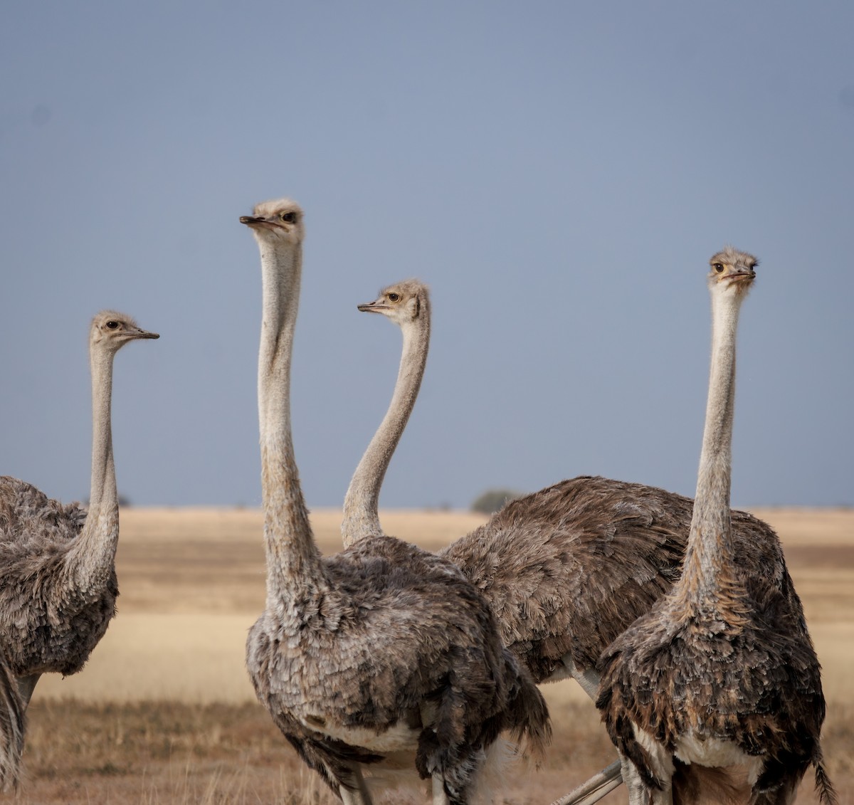 Common Ostrich - ML637307426