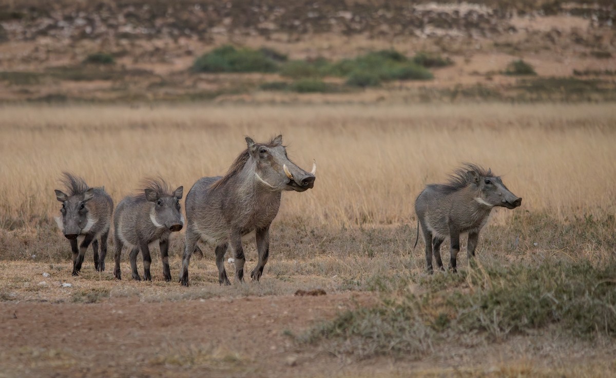 Common Warthog - ML637307459