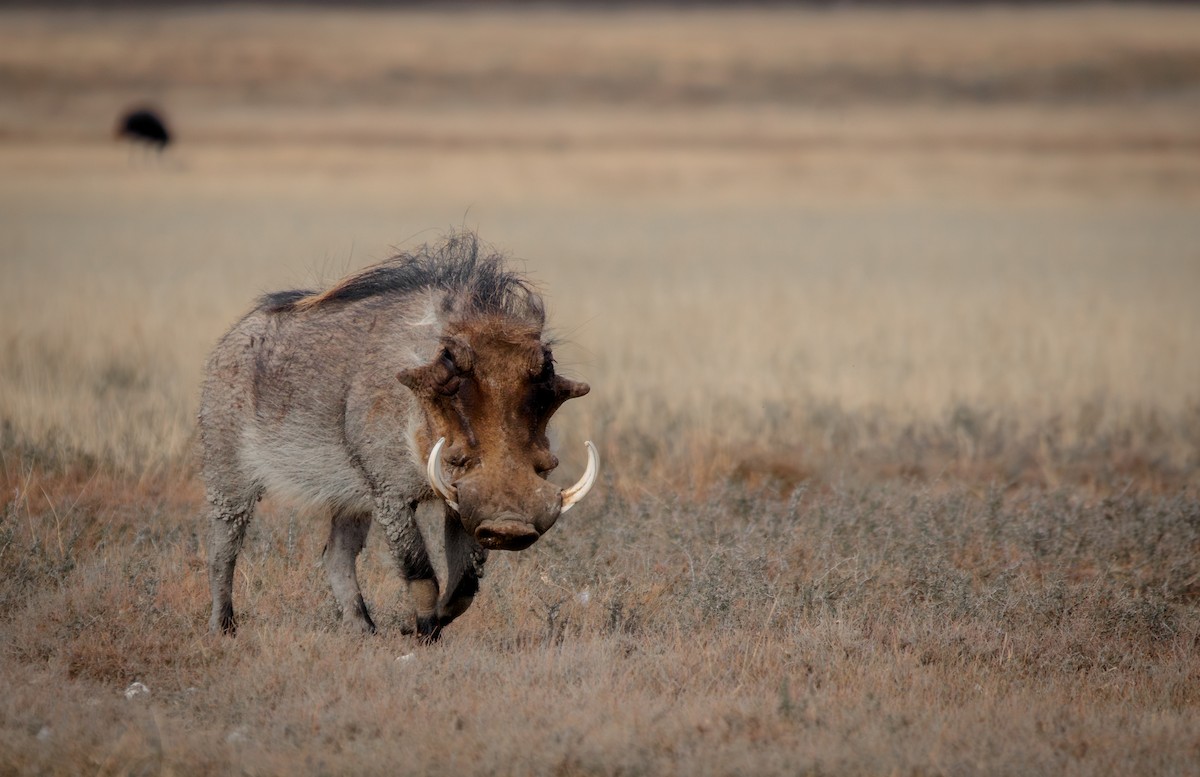 Common Warthog - ML637307460