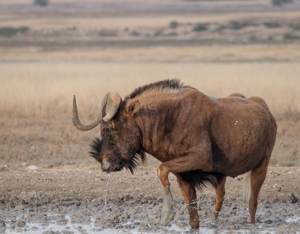 Black Wildebeest - ML637307462