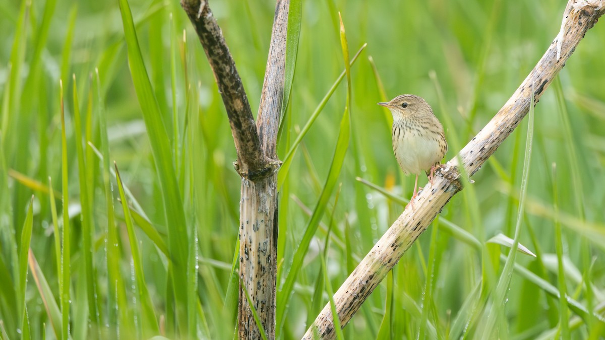 Lanceolated Warbler - ML637307556