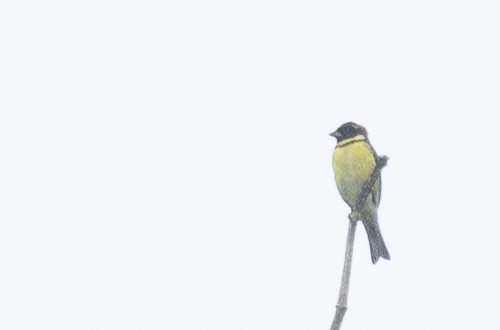 Yellow-breasted Bunting - ML637307609