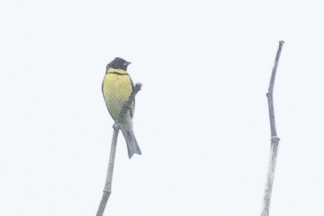 Yellow-breasted Bunting - ML637307610