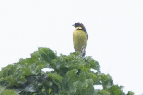 Yellow-breasted Bunting - ML637307611