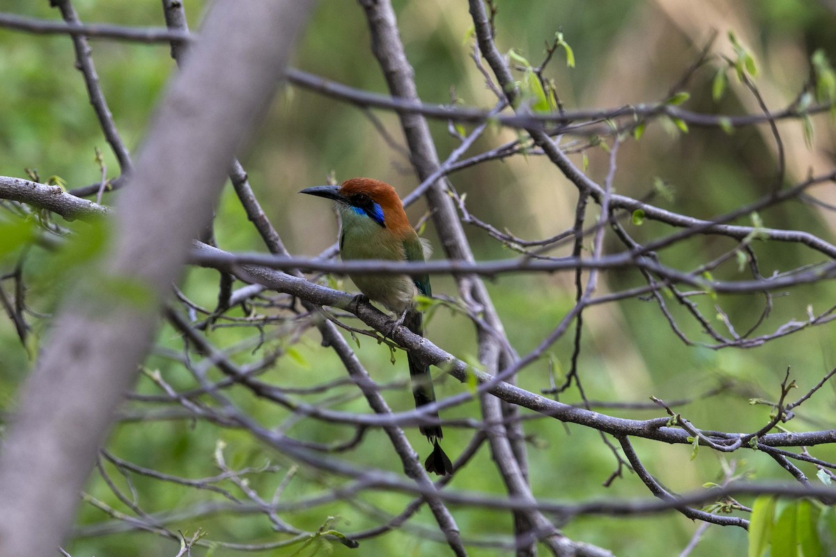 Russet-crowned Motmot - ML637307681