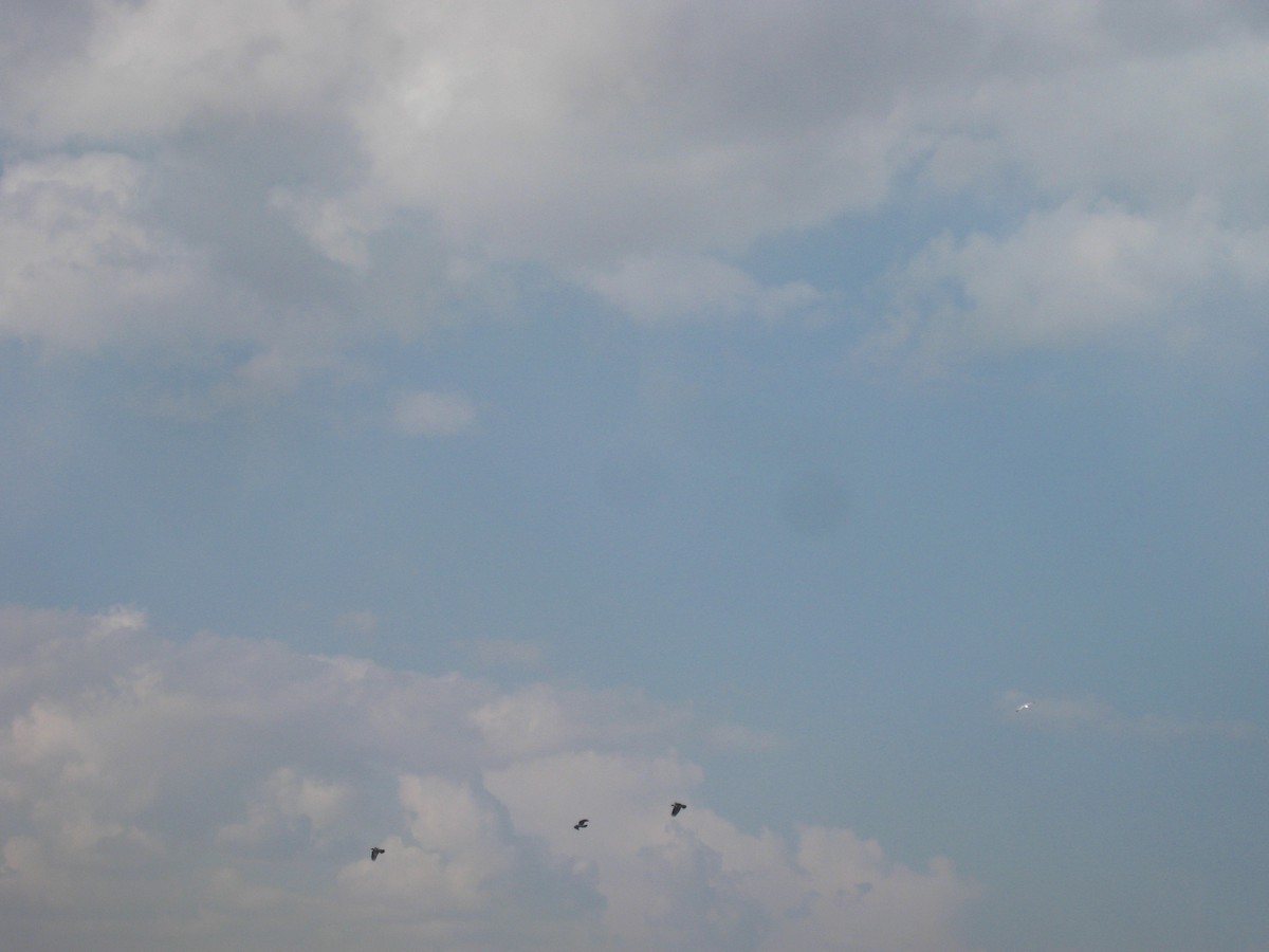 Armenian Gull - ML637307695