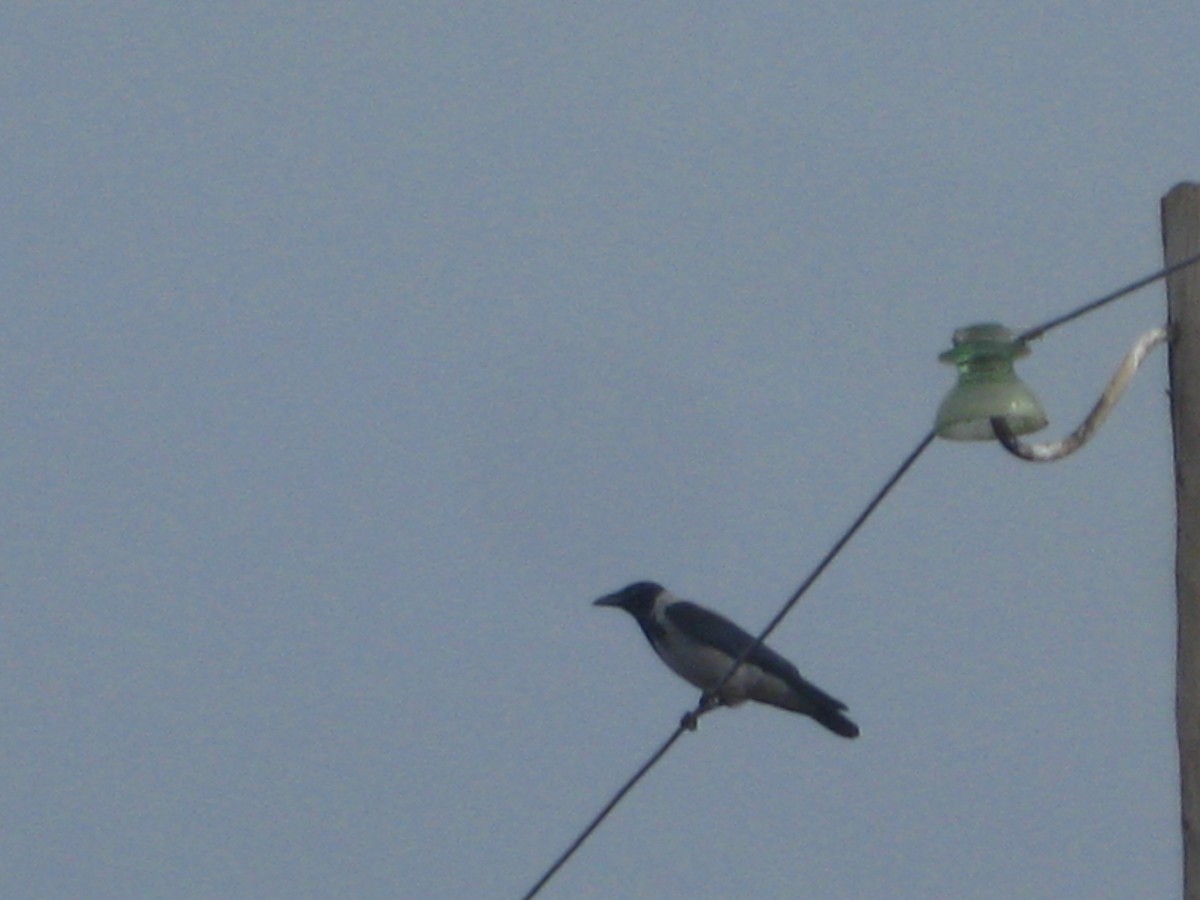 Hooded Crow - ML637307696