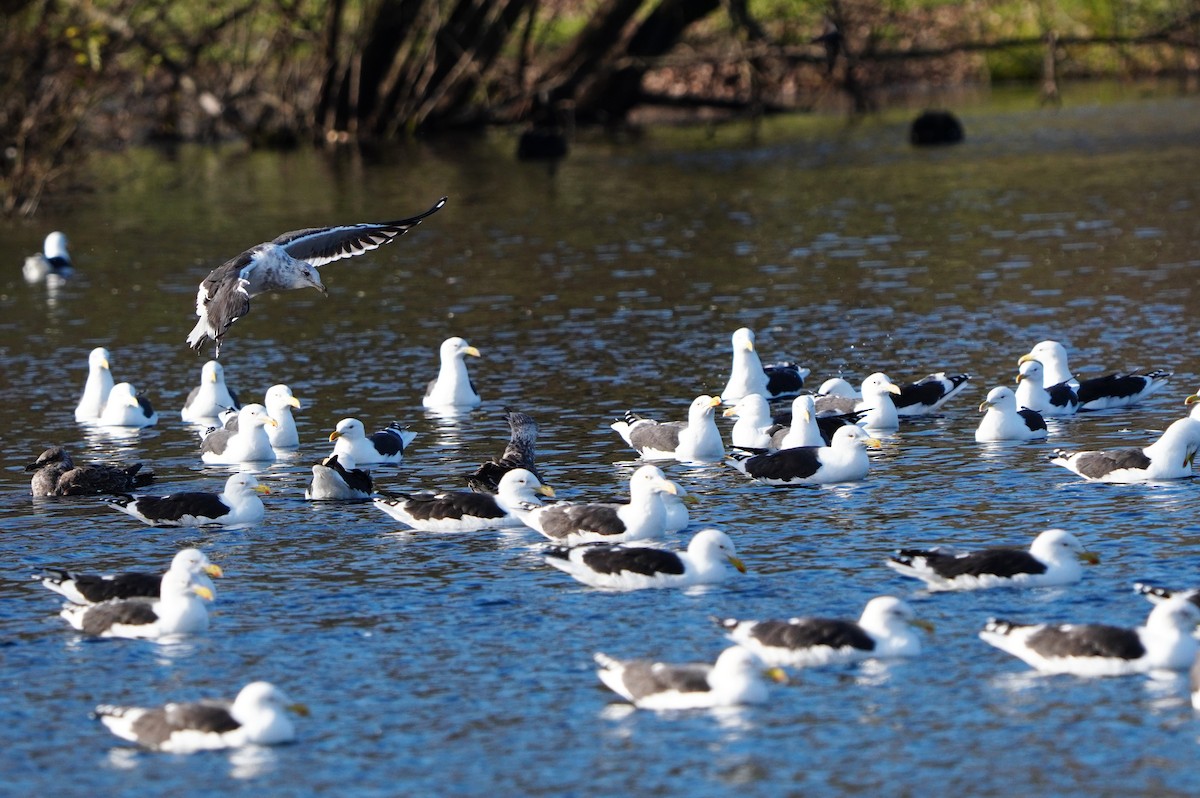 Kelp Gull - ML637307767