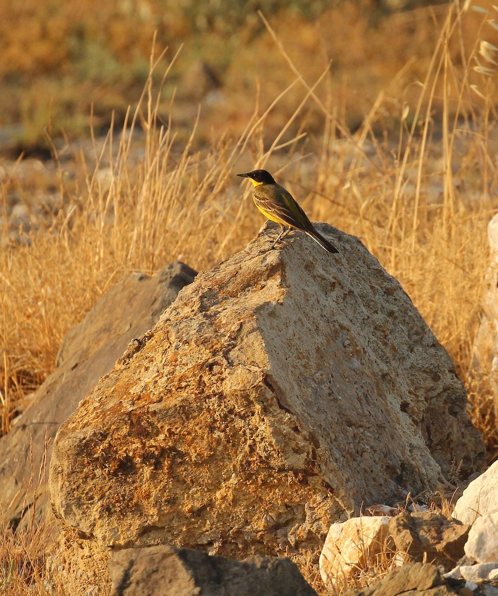Western Yellow Wagtail (feldegg) - ML637307776