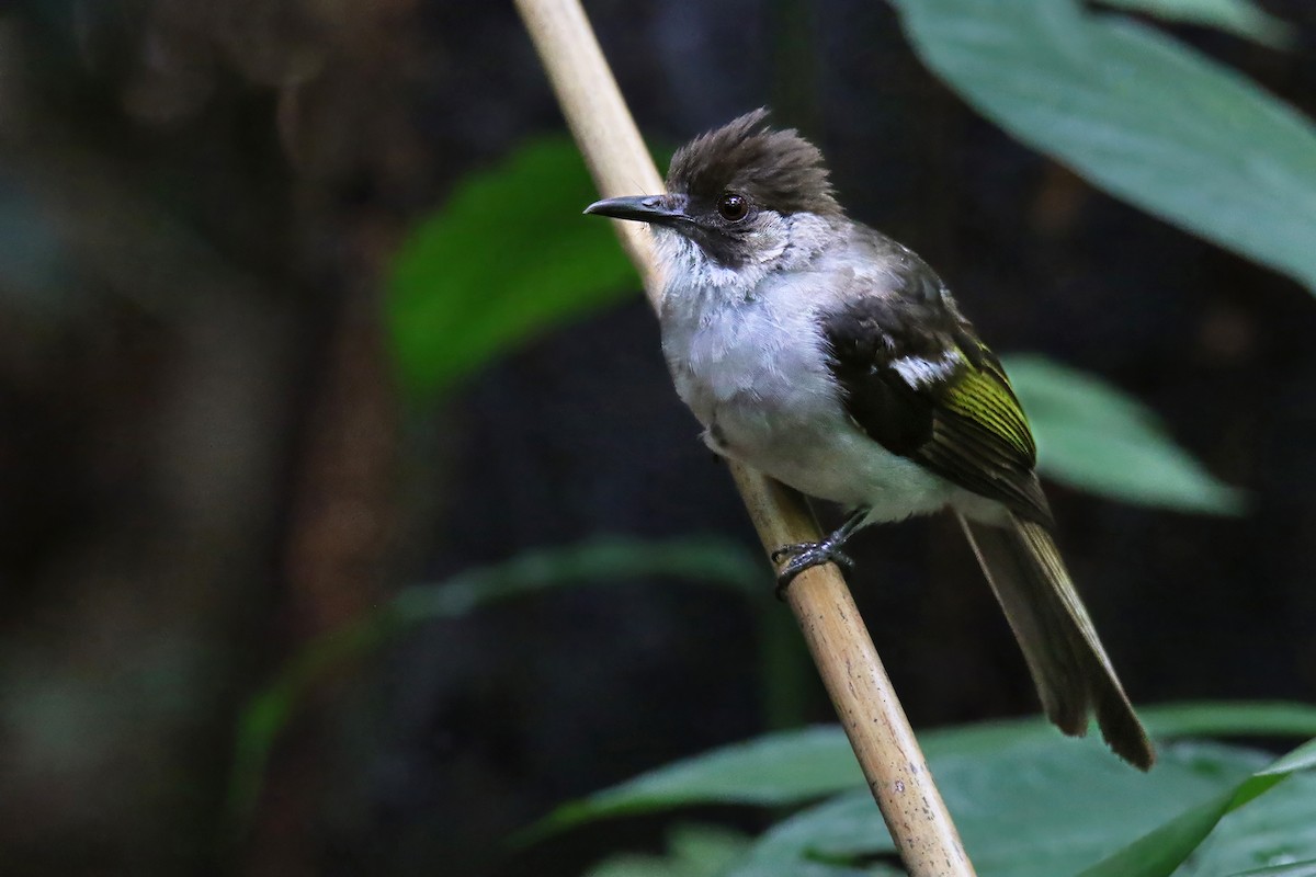 Ashy Bulbul (Ashy) - ML637307825