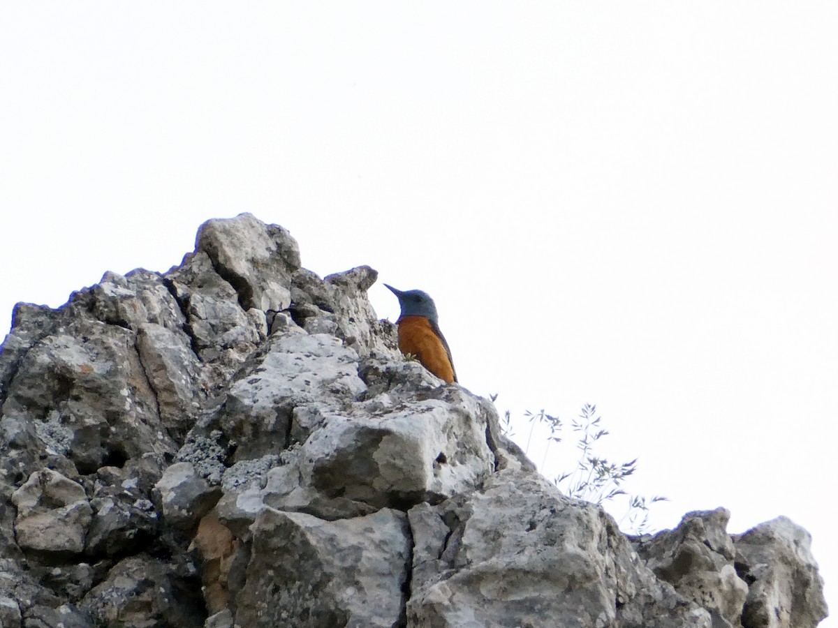 skalník zpěvný - ML637307846