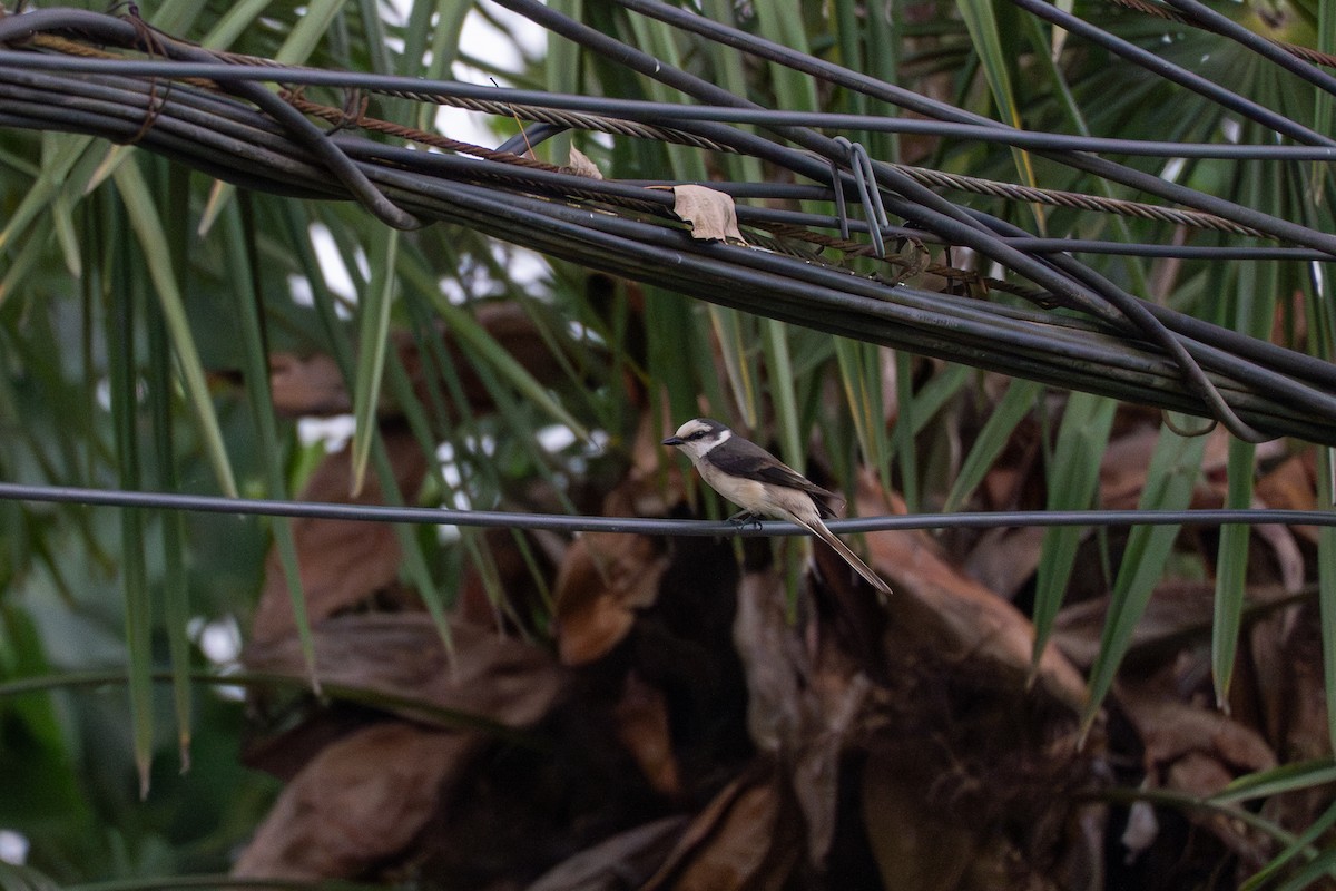 Brown-rumped Minivet - ML637307888