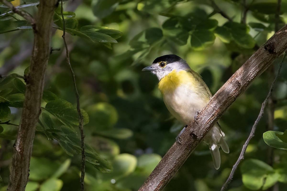 Green-backed Becard (Green-backed) - ML637307967