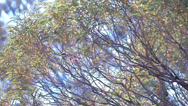 Inland Thornbill - ML637308155
