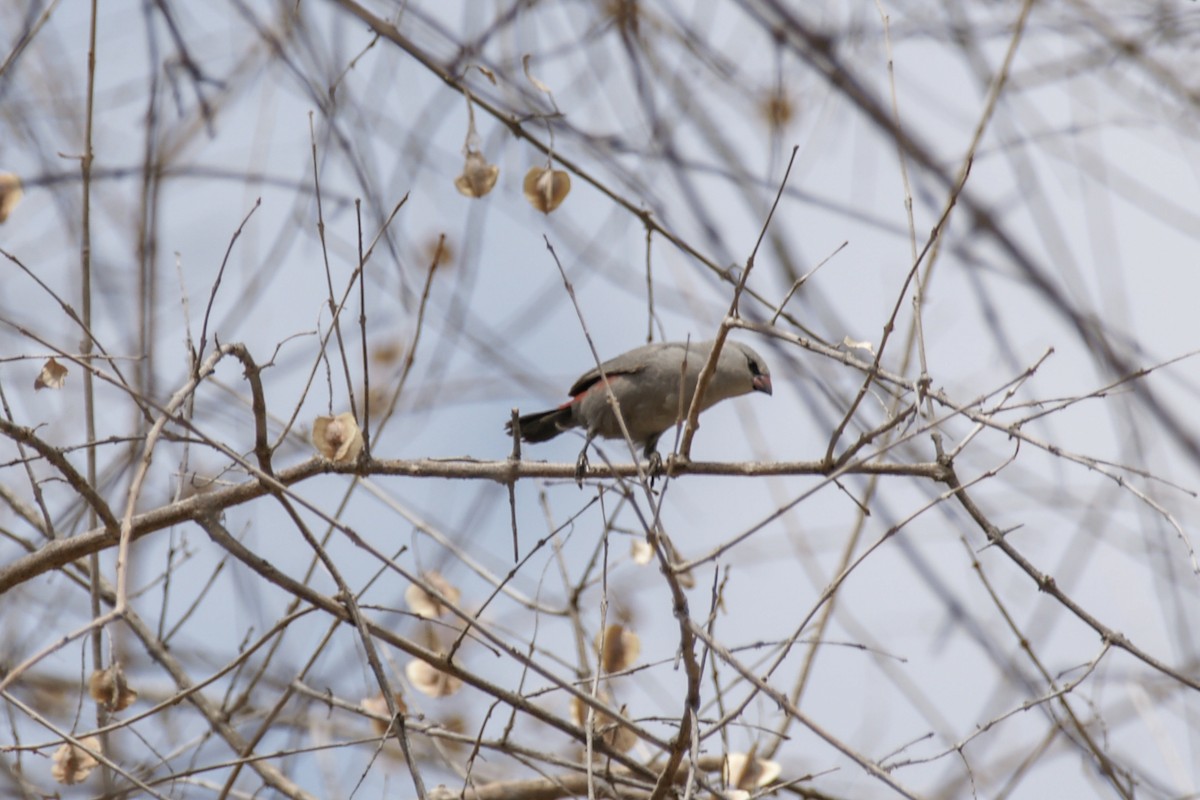 Cinderella Waxbill - ML637308165