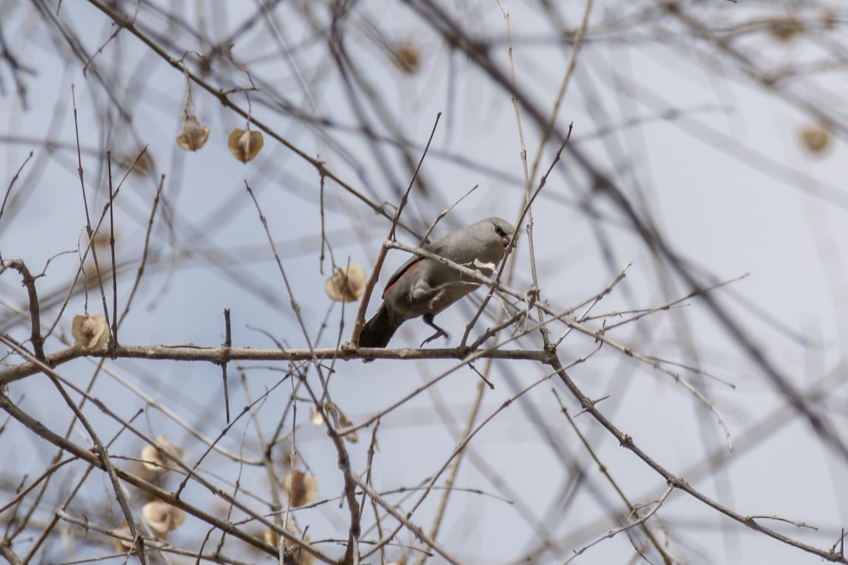 Cinderella Waxbill - ML637308166