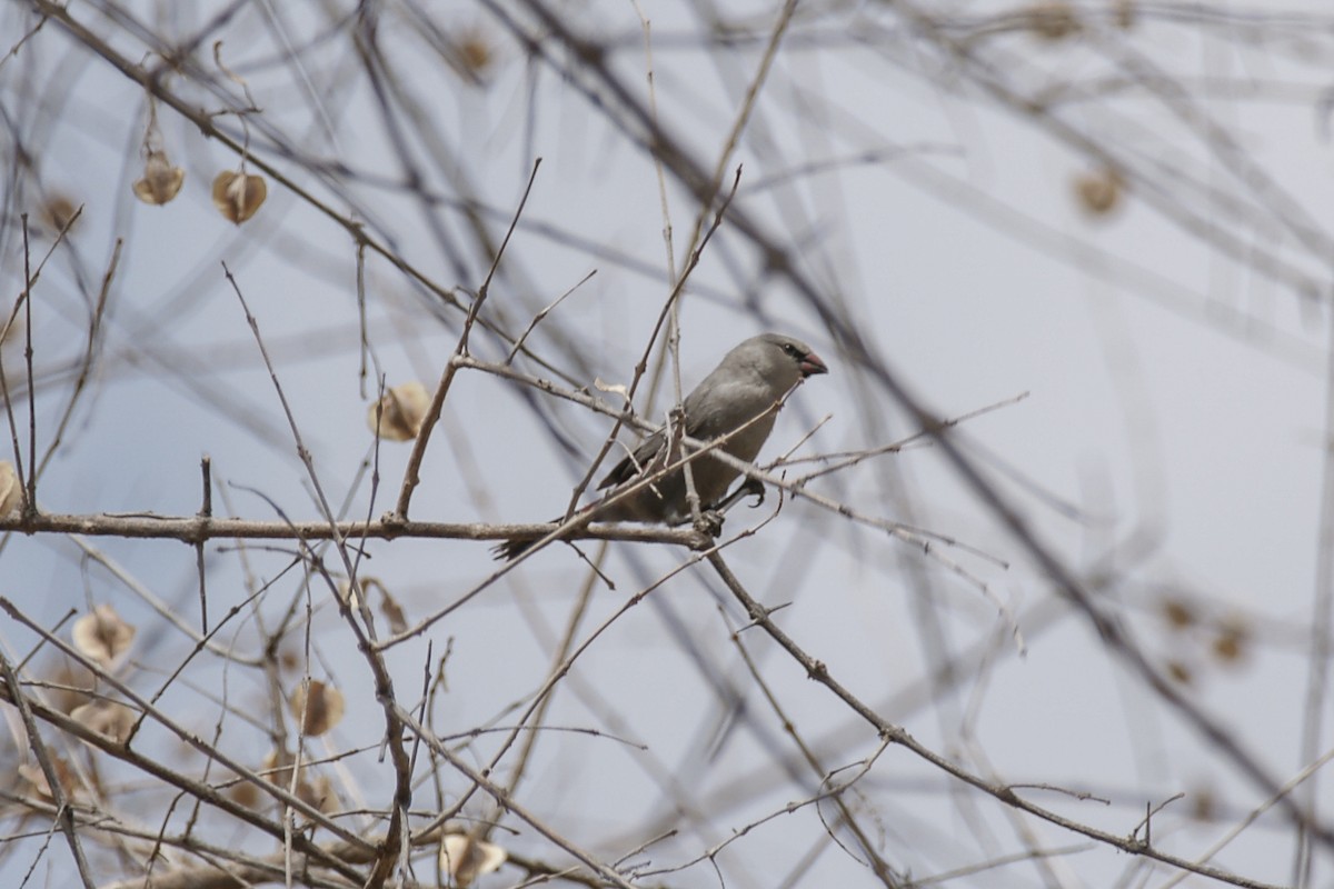 Cinderella Waxbill - ML637308168