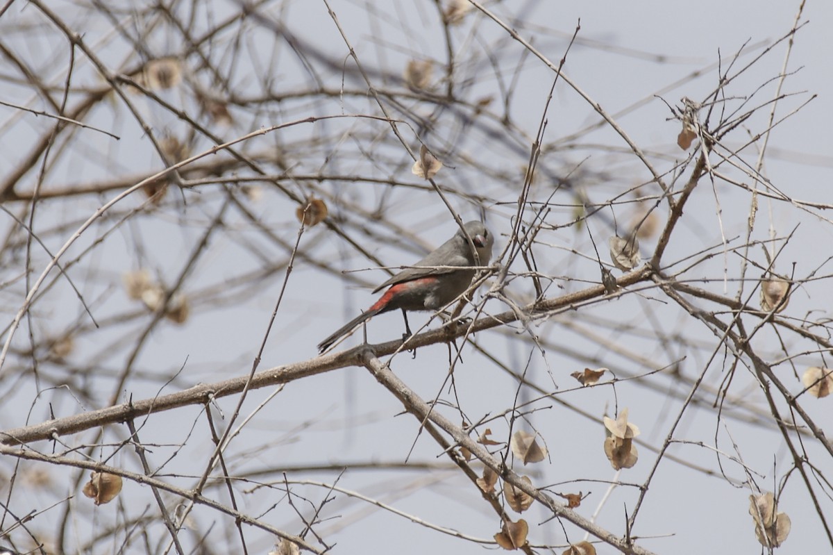 Cinderella Waxbill - ML637308169