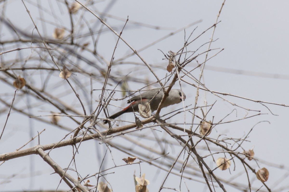 Cinderella Waxbill - ML637308170