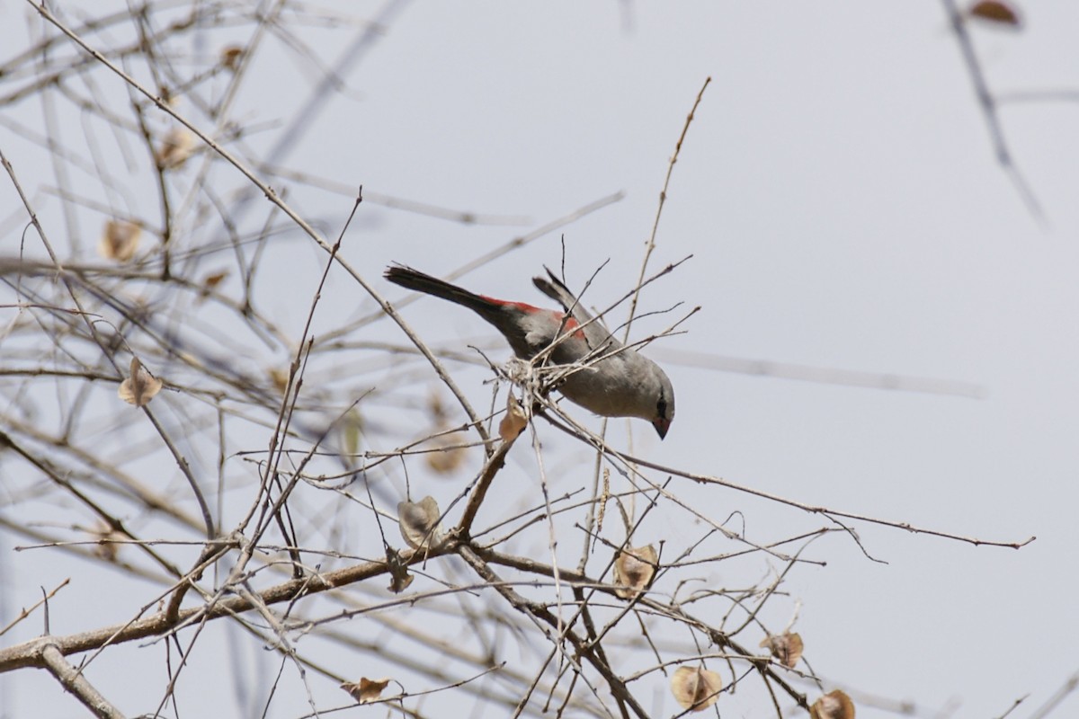 Cinderella Waxbill - ML637308173