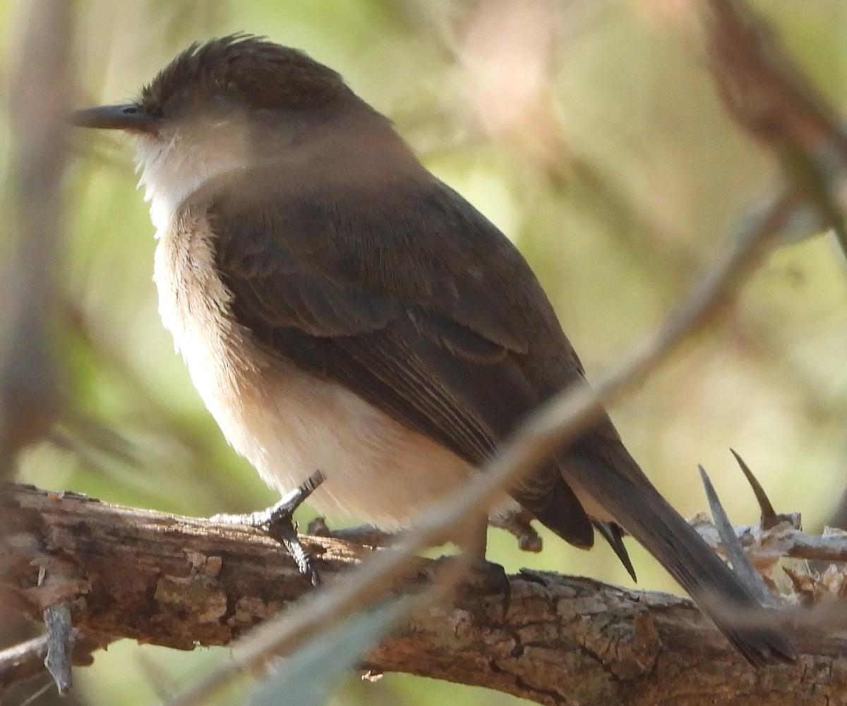 Swamp Flycatcher - ML637308254