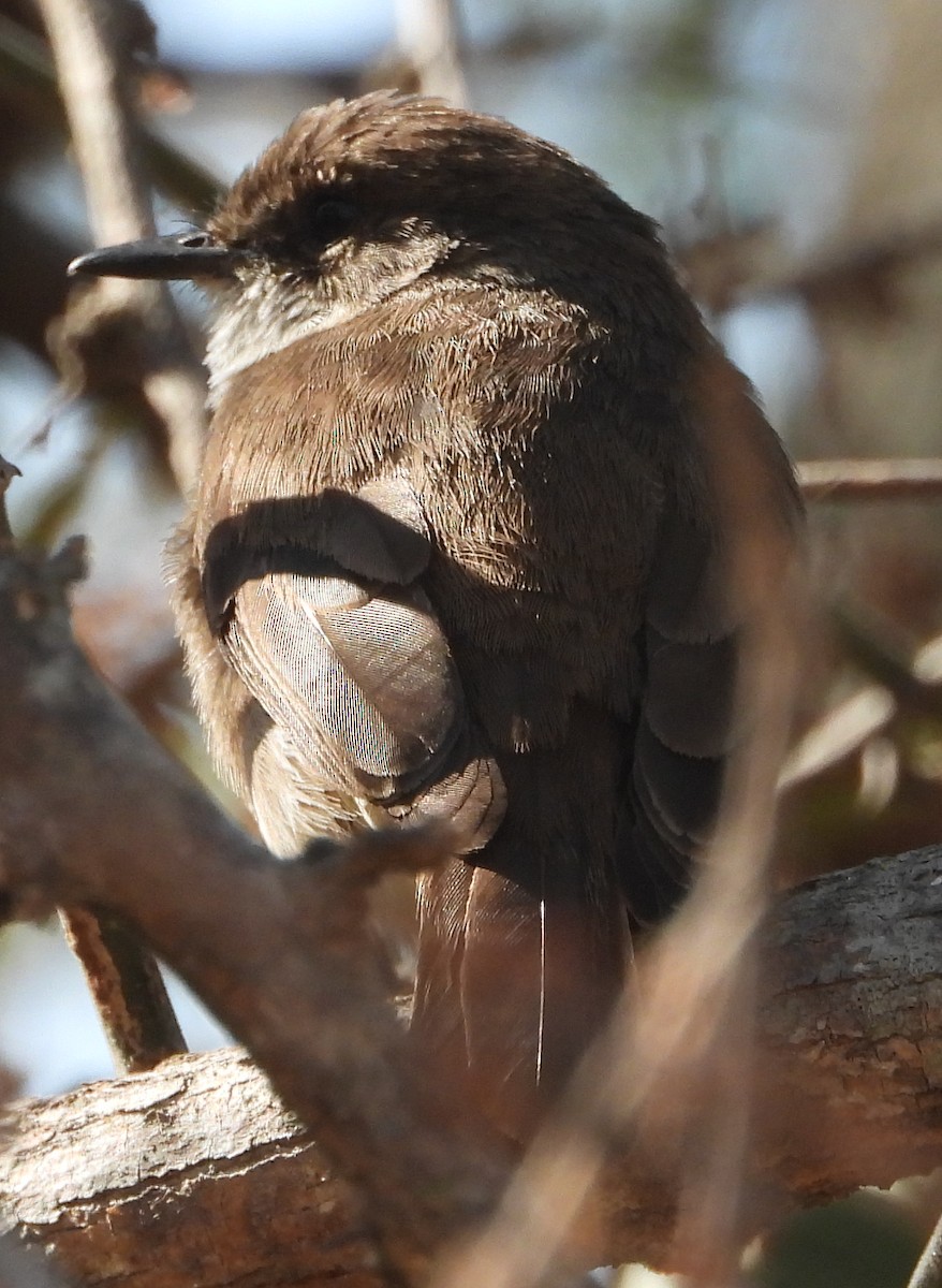 Swamp Flycatcher - ML637308255