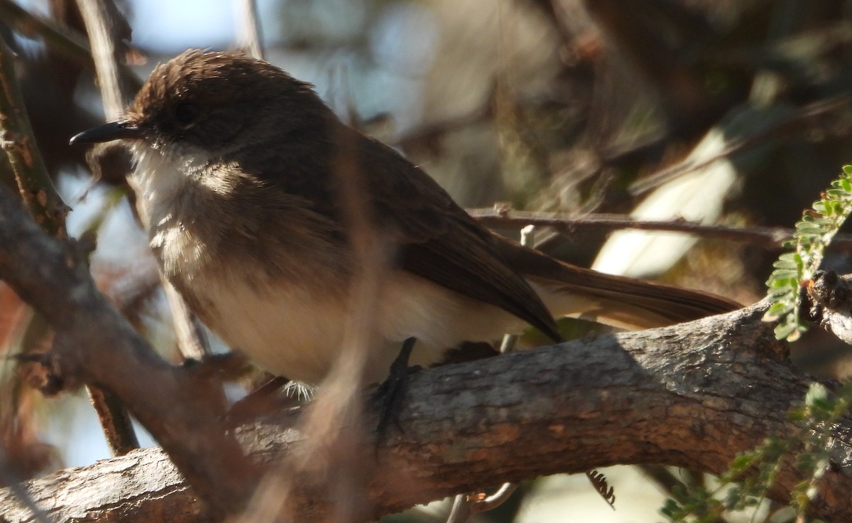 Swamp Flycatcher - ML637308256