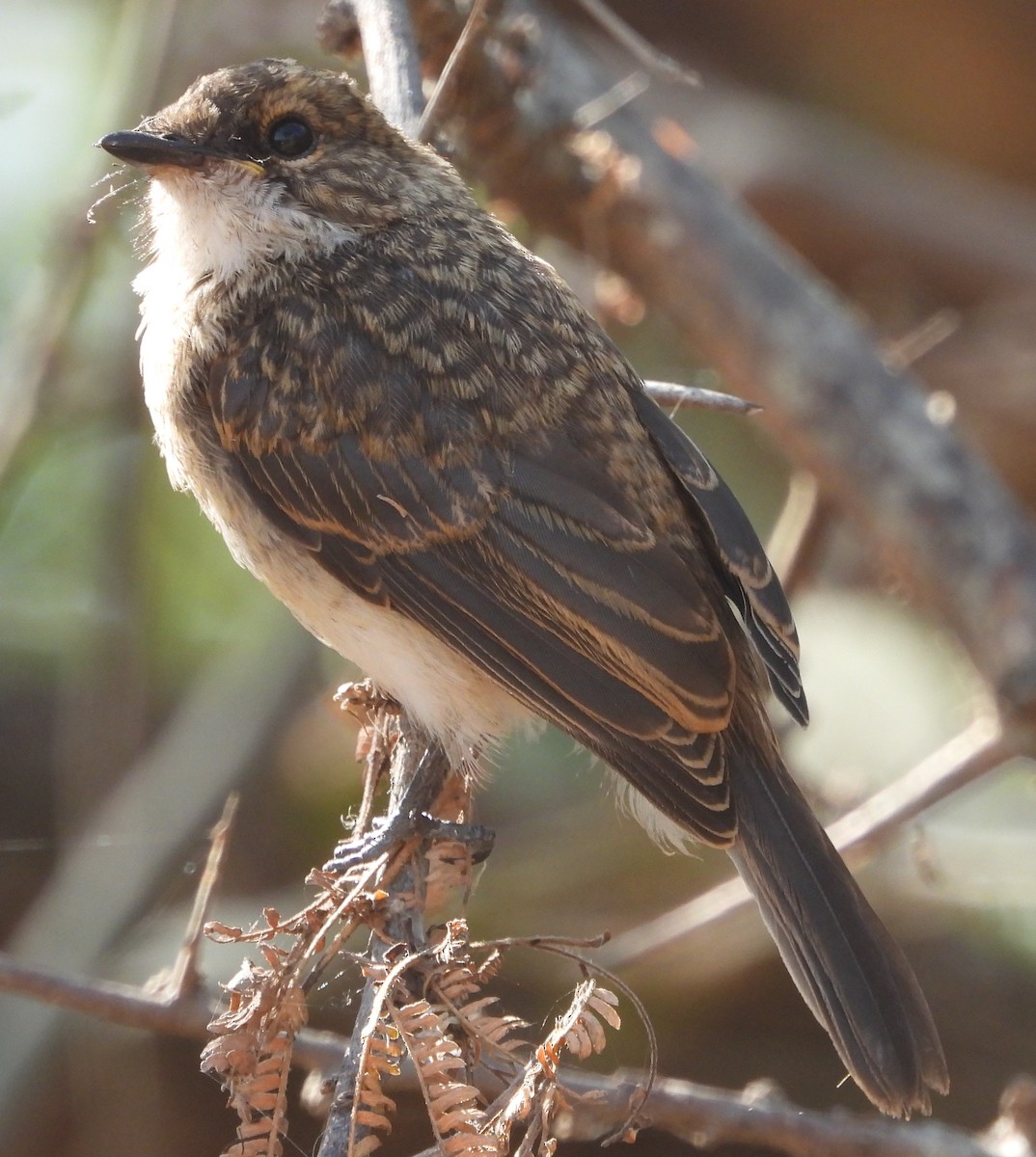 Swamp Flycatcher - ML637308257
