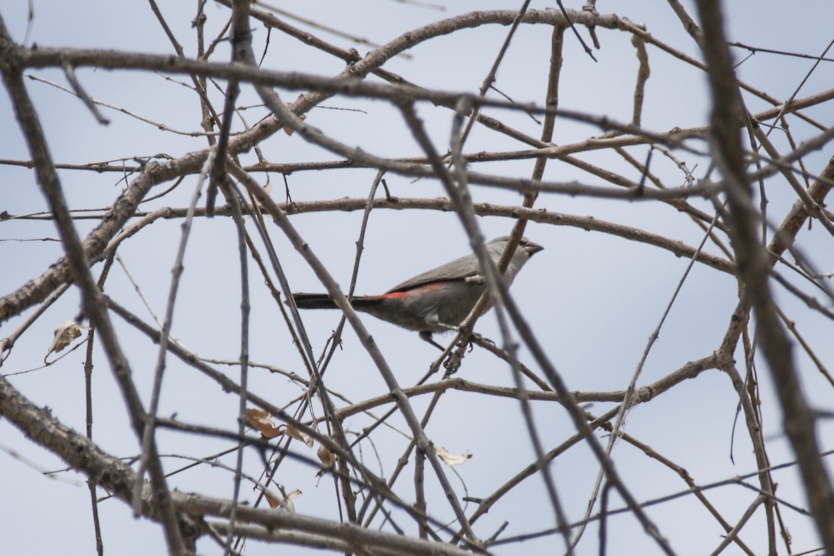 Cinderella Waxbill - ML637308275