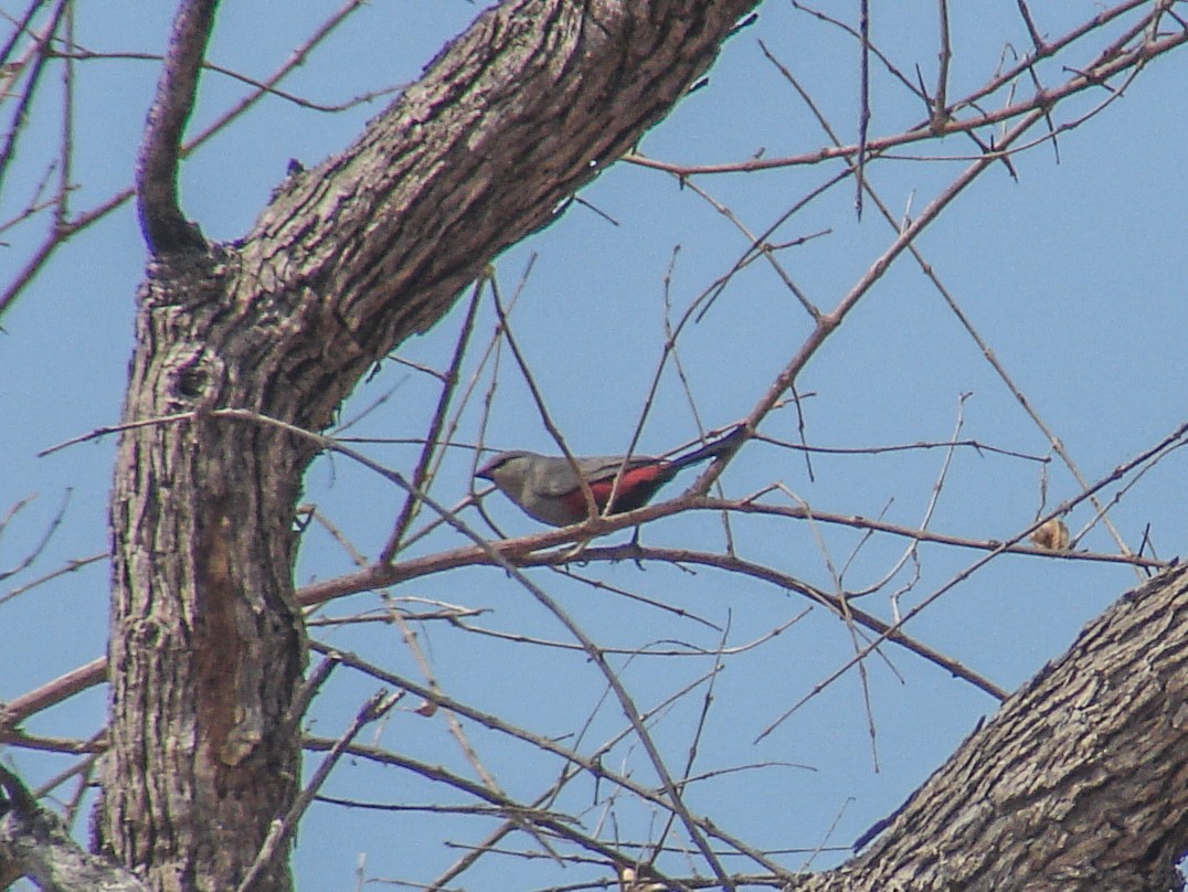 Cinderella Waxbill - ML637308277