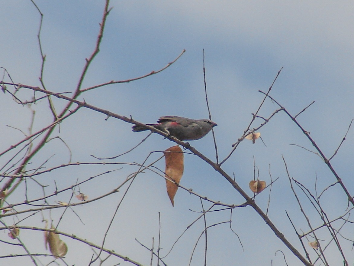 Cinderella Waxbill - ML637308279