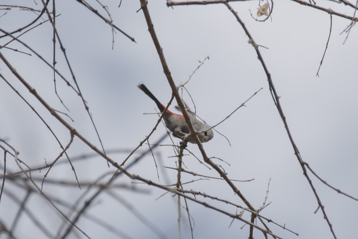 Cinderella Waxbill - ML637308292