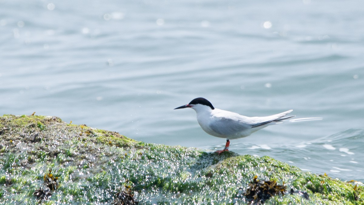 Roseate Tern - ML637308323