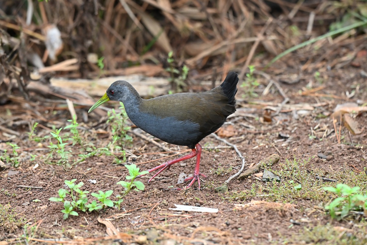 Blackish Rail - ML637308373