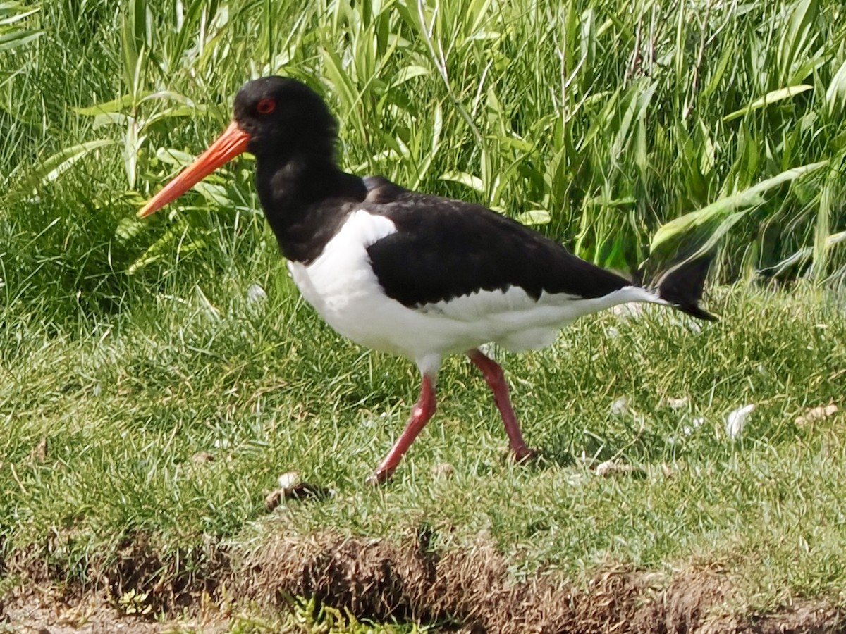 Eurasian Oystercatcher - ML637308374