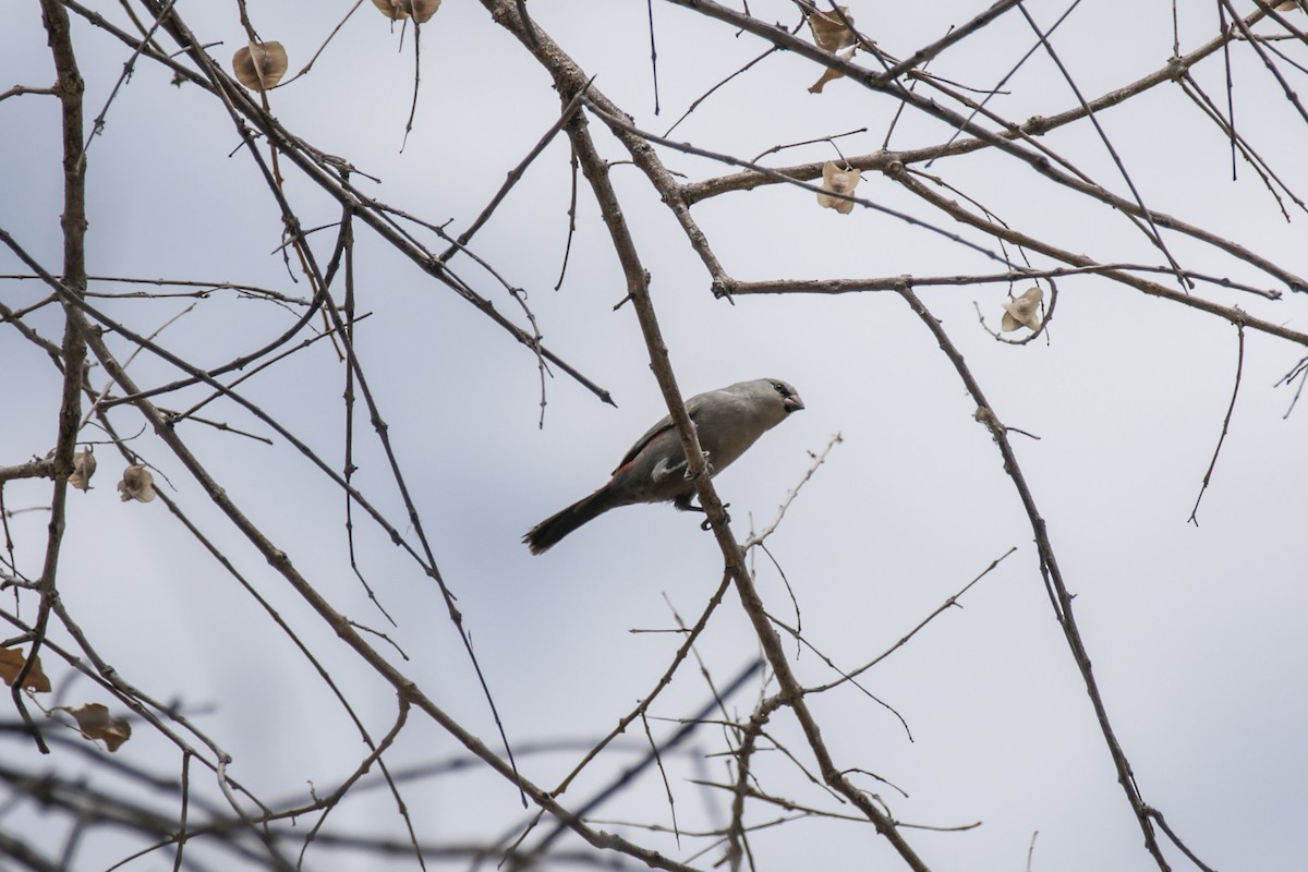Cinderella Waxbill - ML637308375